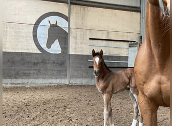 Oldenburger Springpaard, Merrie, Veulen (04/2025), Bruin