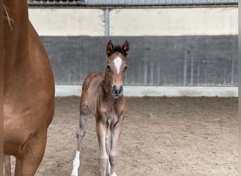 Oldenburger Springpaard, Merrie, Veulen (04/2025), Bruin