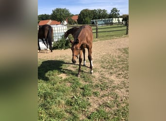 Oldenburger Springpaard, Merrie, veulen (04/2024), Bruin