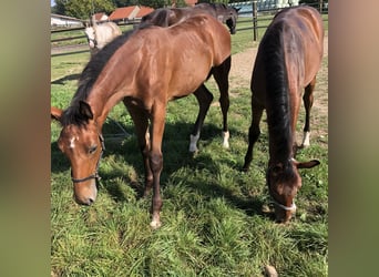 Oldenburger Springpaard, Merrie, veulen (04/2024), Bruin