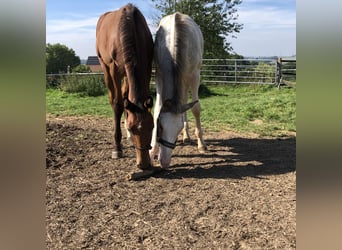 Oldenburger Springpaard, Merrie, veulen (04/2024), Bruin