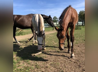 Oldenburger Springpaard, Merrie, veulen (04/2024), Bruin