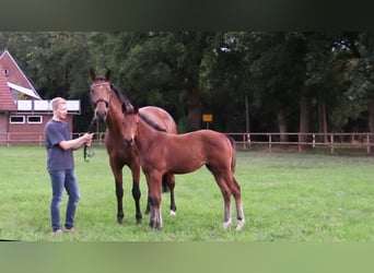 Oldenburger Springpaard, Merrie, Veulen (06/2025), Bruin