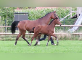 Oldenburger Springpaard, Merrie, Veulen (06/2025), Bruin