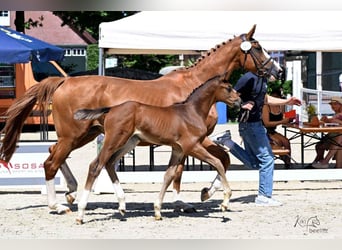 Oldenburger Springpaard, Merrie, , Bruin