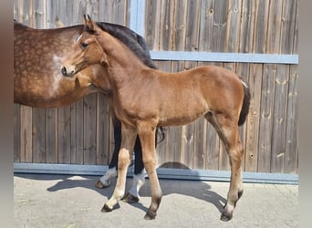 Oldenburger Springpaard, Merrie, Veulen (05/2026), Bruin