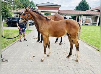 Oldenburger Springpaard, Merrie, veulen (03/2024), Bruin