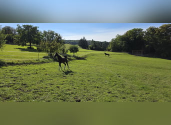 Oldenburger Springpaard, Merrie, Veulen (05/2026), Bruin