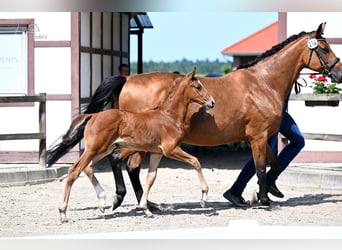 Oldenburger Springpaard, Merrie, Veulen (05/2026), Bruin