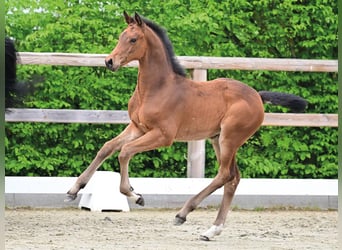 Oldenburger Springpaard, Merrie, Veulen (03/2026), Bruin