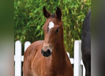 Oldenburger Springpaard, Merrie, Veulen (04/2026), Bruin