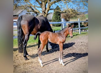 Oldenburger Springpaard, Merrie, Veulen (02/2026), Donkerbruin