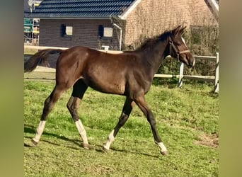 Oldenburger Springpaard, Merrie, veulen (04/2024), Donkerbruin