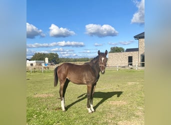 Oldenburger Springpaard, Merrie, veulen (04/2024), Donkerbruin