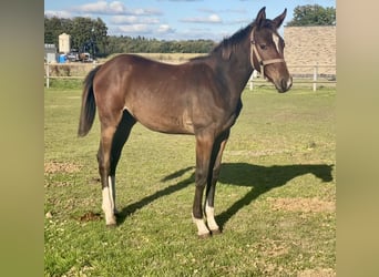 Oldenburger Springpaard, Merrie, veulen (04/2024), Donkerbruin