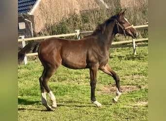 Oldenburger Springpaard, Merrie, veulen (04/2024), Donkerbruin