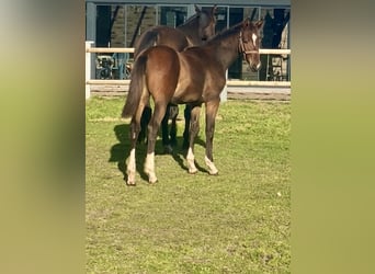 Oldenburger Springpaard, Merrie, veulen (04/2024), Donkerbruin