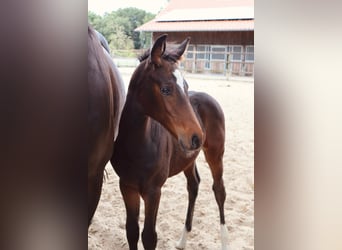 Oldenburger Springpaard, Merrie, Veulen (06/2025), Donkerbruin