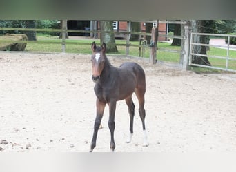 Oldenburger Springpaard, Merrie, Veulen (06/2025), Donkerbruin