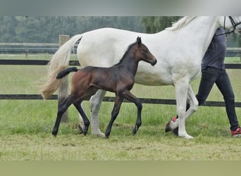 Oldenburger Springpaard, Merrie, veulen (05/2024), Donkerbruin