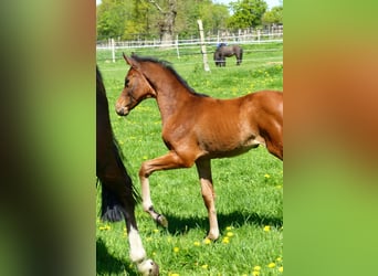 Oldenburger Springpaard, Merrie, , Donkerbruin