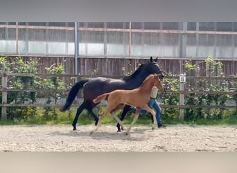 Oldenburger Springpaard, Merrie, Veulen (04/2025), Donkere-vos