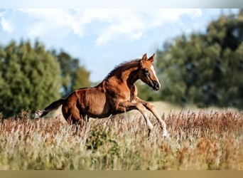 Oldenburger Springpaard, Merrie, veulen (04/2023), Donkere-vos