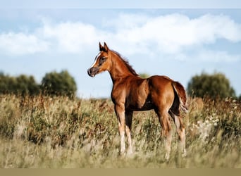 Oldenburger Springpaard, Merrie, veulen (04/2023), Donkere-vos