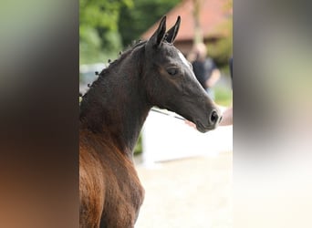 Oldenburger Springpaard, Merrie, veulen (05/2024), kan schimmel zijn