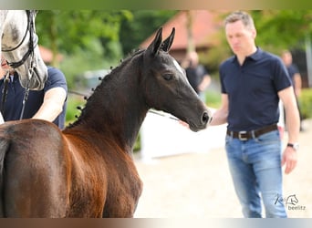 Oldenburger Springpaard, Merrie, veulen (05/2024), kan schimmel zijn