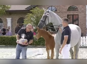 Oldenburger Springpaard, Merrie, veulen (05/2024), kan schimmel zijn