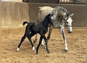 Oldenburger Springpaard, Merrie, veulen (05/2024), kan schimmel zijn