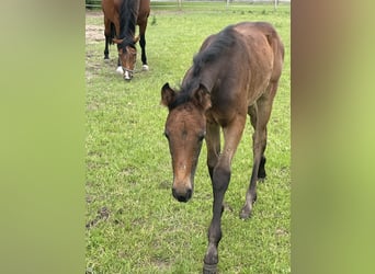 Oldenburger Springpaard, Merrie, Veulen (04/2026), kan schimmel zijn