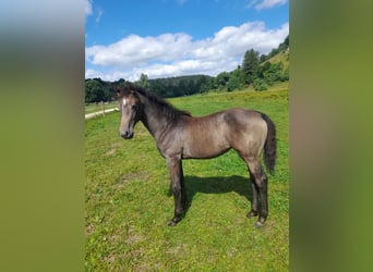 Oldenburger Springpaard, Merrie, Veulen (03/2025), kan schimmel zijn