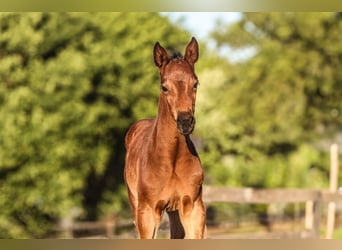 Oldenburger Springpaard, Merrie, 