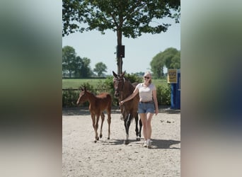 Oldenburger Springpaard, Merrie, 