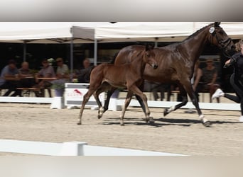 Oldenburger Springpaard, Merrie, 