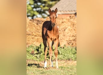 Oldenburger Springpaard, Merrie, 