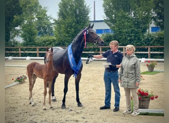 Oldenburger Springpaard, Merrie, Veulen (04/2025), Vos