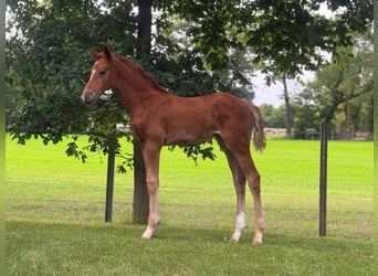 Oldenburger Springpaard, Merrie, Veulen (04/2025), Vos