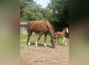 Oldenburger Springpaard, Merrie, Veulen (06/2026), Vos