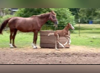 Oldenburger Springpaard, Merrie, Veulen (06/2026), Vos