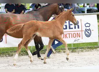 Oldenburger Springpaard, Merrie, Veulen (03/2025), Vos