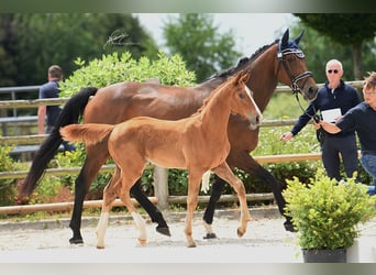 Oldenburger Springpaard, Merrie, Veulen (03/2025), Vos