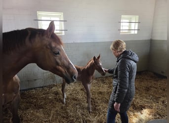 Oldenburger Springpaard, Merrie, Veulen (03/2026), Vos