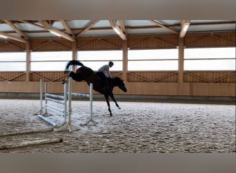 Oldenburger Springpaard, Onbekend, 7 Jaar, 172 cm, Vos