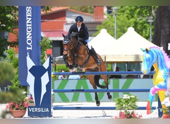 Oldenburger Springpaard, Ruin, 10 Jaar, 166 cm, Bruin