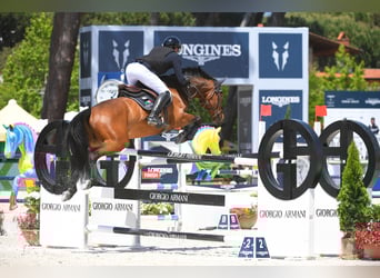 Oldenburger Springpaard, Ruin, 10 Jaar, 166 cm, Bruin