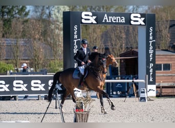 Oldenburger Springpaard, Ruin, 10 Jaar, 180 cm, Donkerbruin