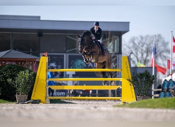 Oldenburger Springpaard, Ruin, 10 Jaar, 180 cm, Donkerbruin